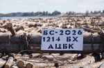 В Поморье в самом разгаре весенний сплав леса с верхнетоемского плотбища на предприятия Архангельска